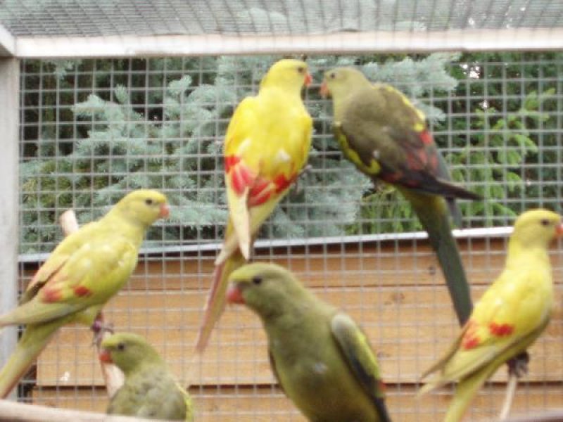 perruche mélanure ancestrale et palide