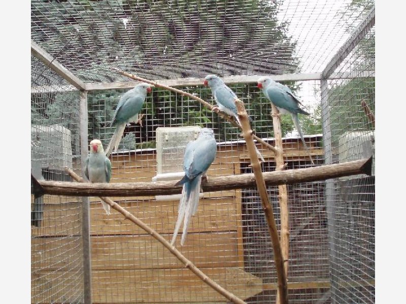 perruche à collier bleu cleartail