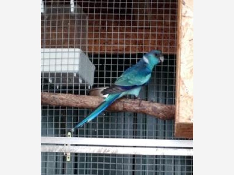 barnard bleu