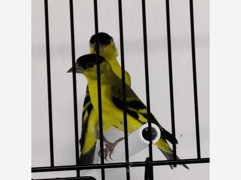 MALE YARREL PORTEUR BRUN