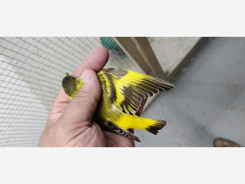 MALE MAGELLAN BRUN CITRINE