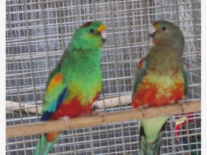 Multicolore Ventre rouge
