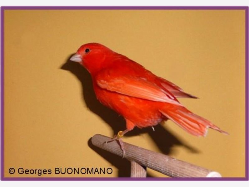 Rouge intensif lipochrome
