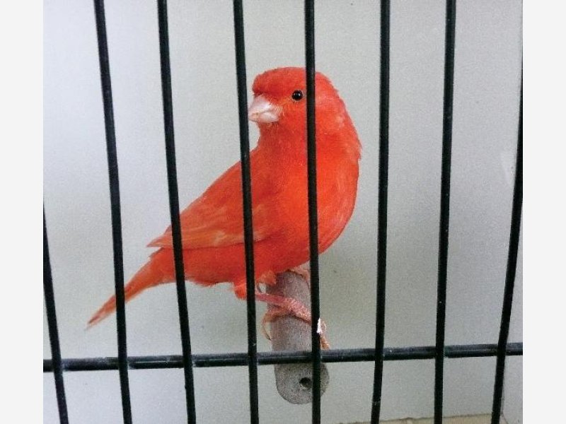 ex de femelle rouge intensif de mon élevage