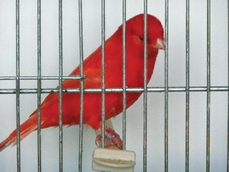 male intensif rouge de mon elevage