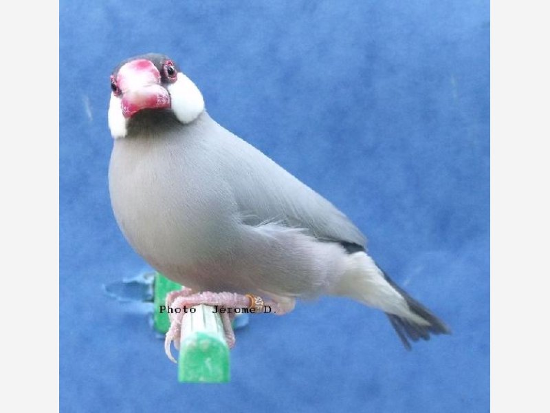 padda pastel