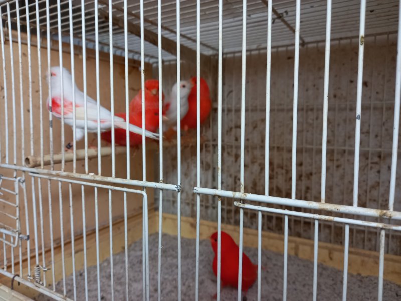 Canaris rouge et mosaique rouge