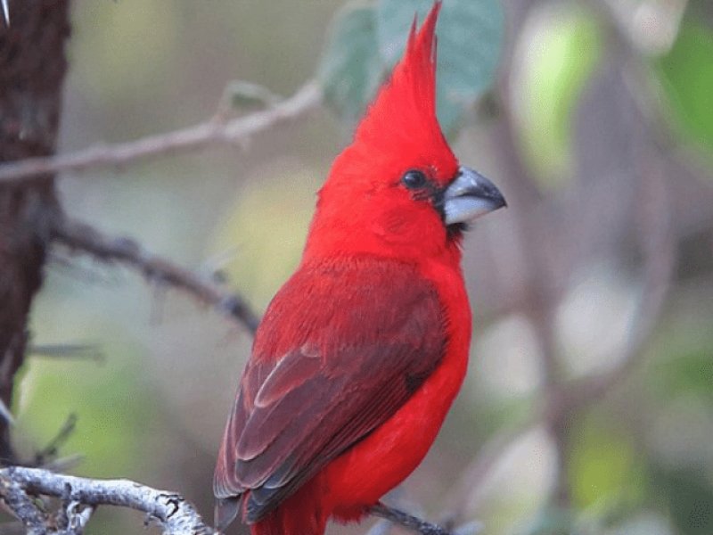 Cardinal Vermillon