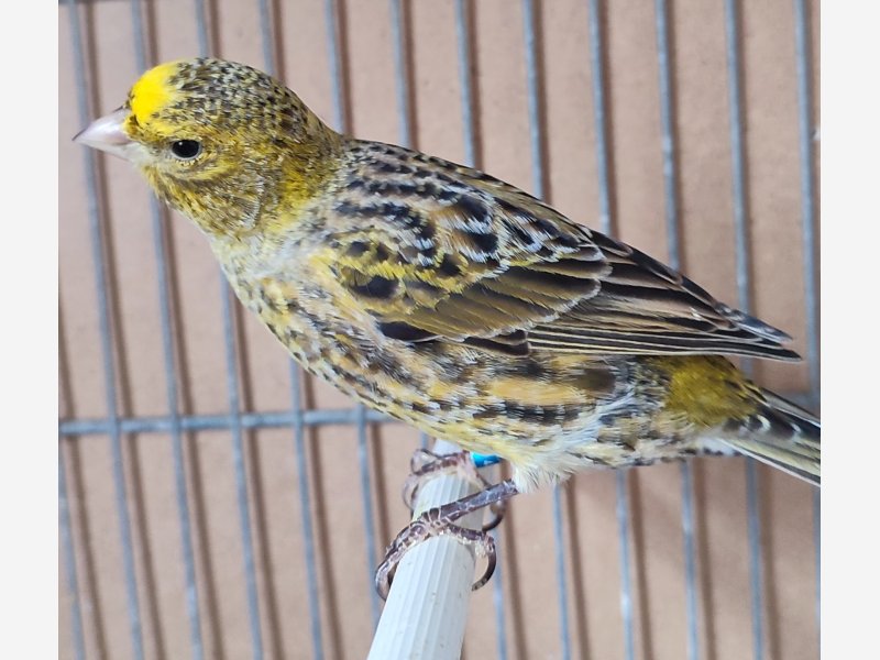 Canari Lizard