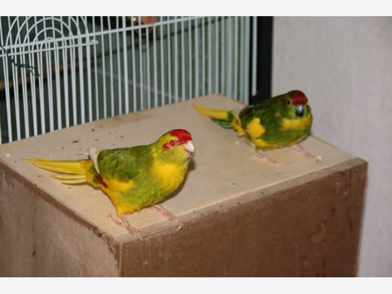 Kakariki Front Rouge