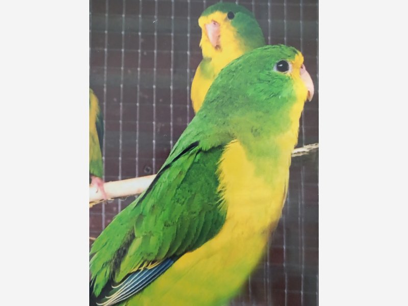 perruche citron