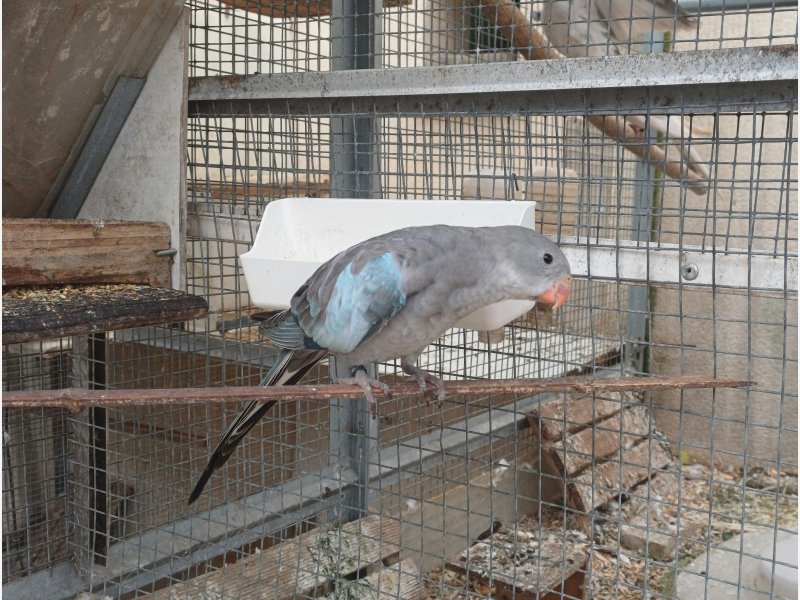 PRINCESSE BLEUE