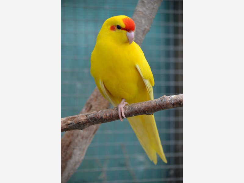 kakariki front rouge
