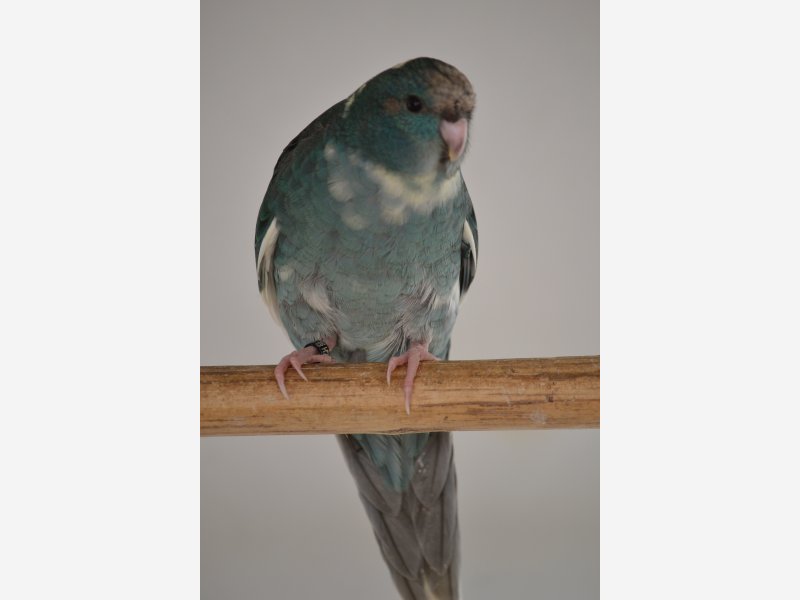 kakariki front rouge