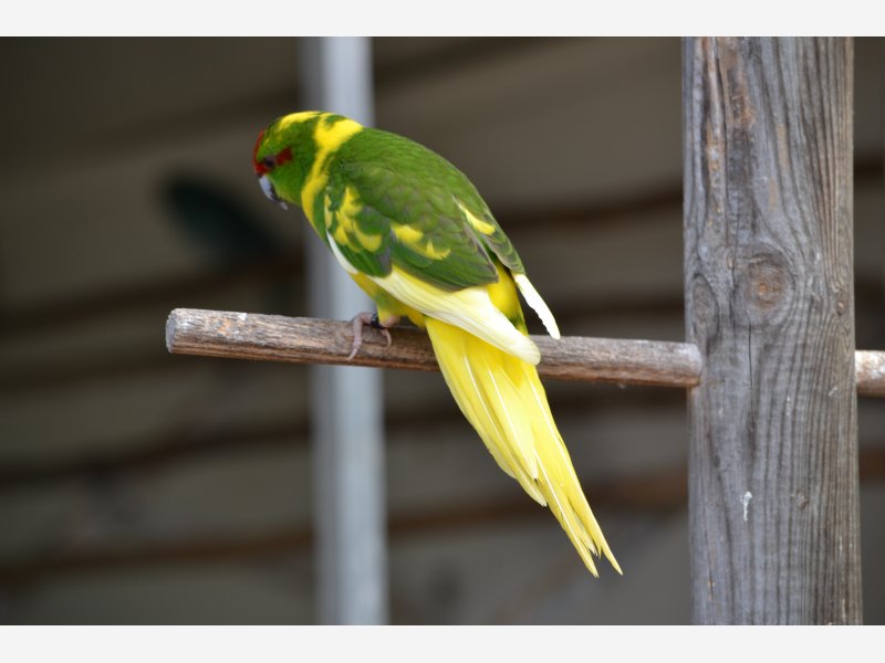 kakariki front rouge