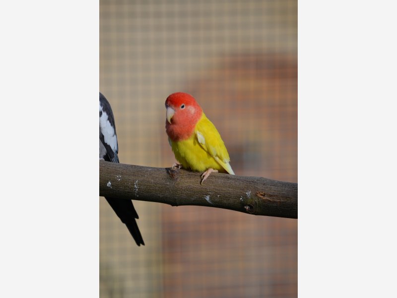 roseicollis lutino opaline masque rouge