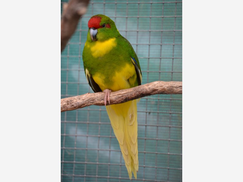 kakariki front rouge