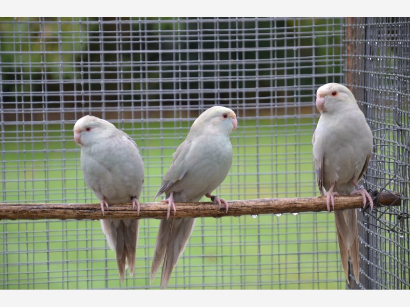 kakariki front rouge