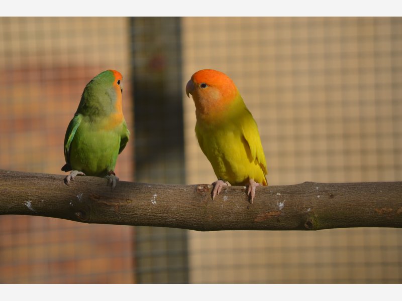 roseicollis opaline masque orange