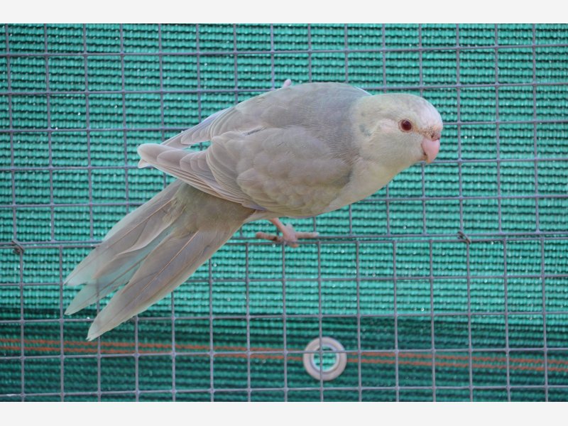 kakariki front rouge