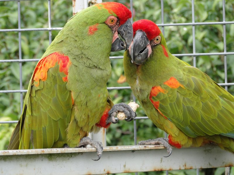 Couple Reproducteur ARA RUBROGENYS - Ara de Lafres