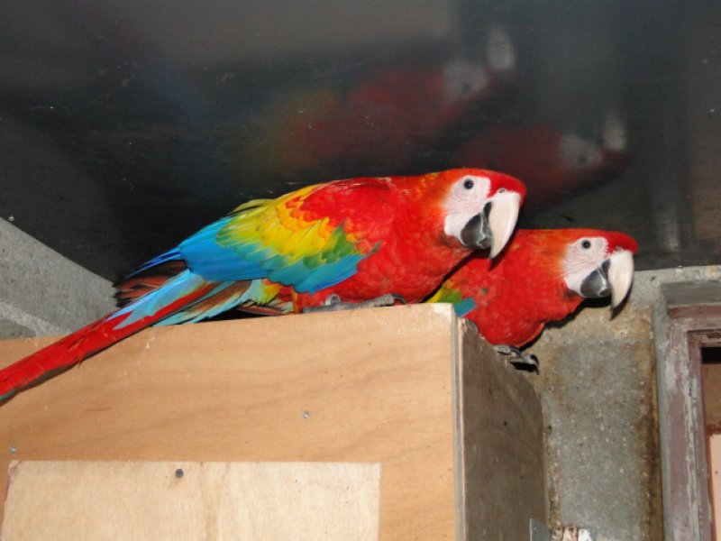 Couple Reproducteur ARA MACAO - Ara Rouge