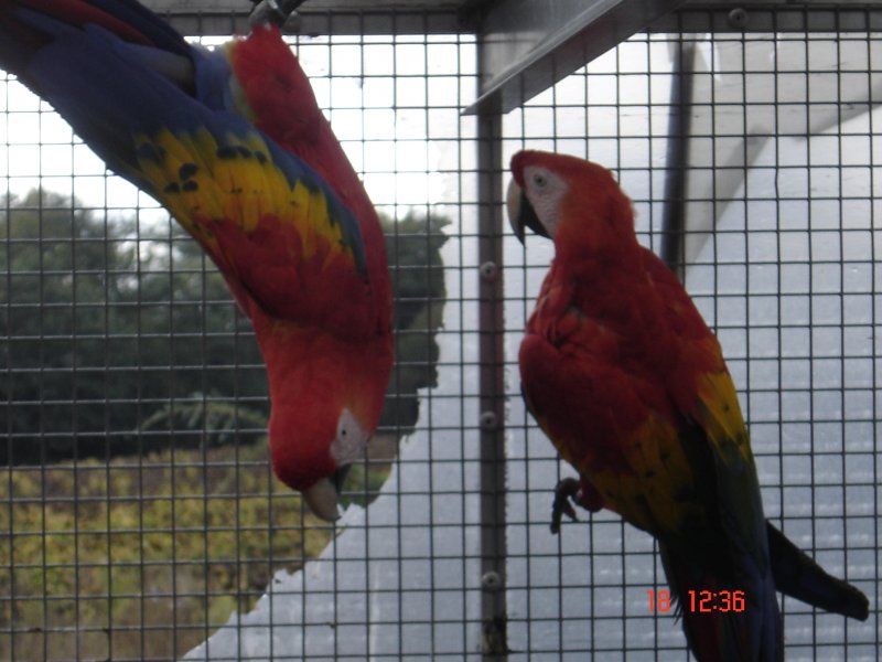 Couple Reproducteur ARA MACAO