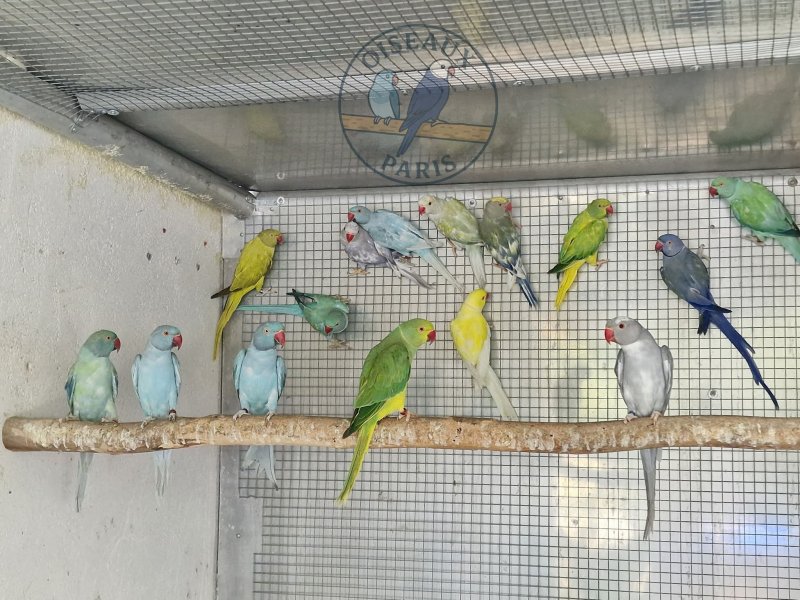 Oiseaux Paris