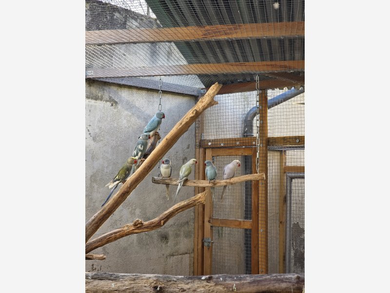 Oiseaux Paris