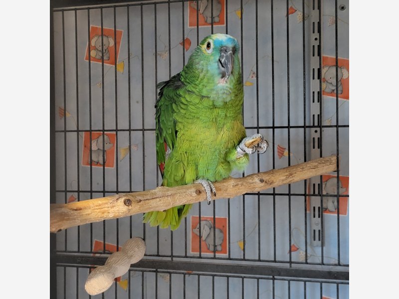 Amazone front bleu