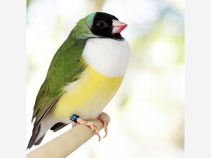 Diamant de Gould