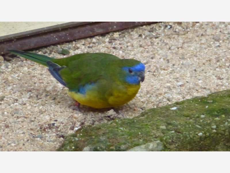 Turquoisine