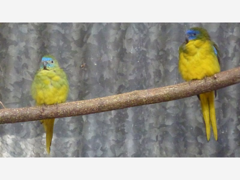 Couple Turquoisines