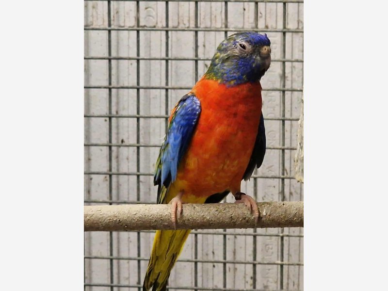 Splendide opaline rouge Couple