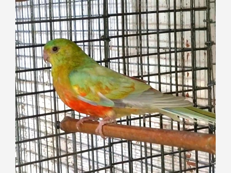 Croupion pallidino ventre orange