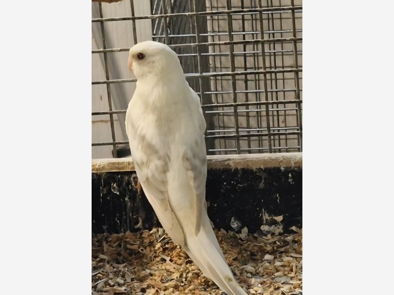 Croupion Bleu opaline pallidino