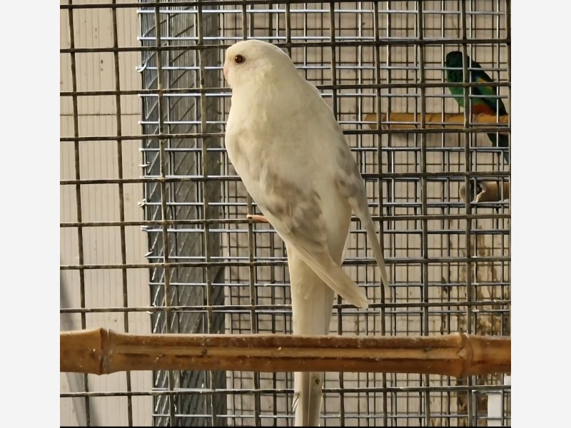 Croupion Bleu opaline pallidino