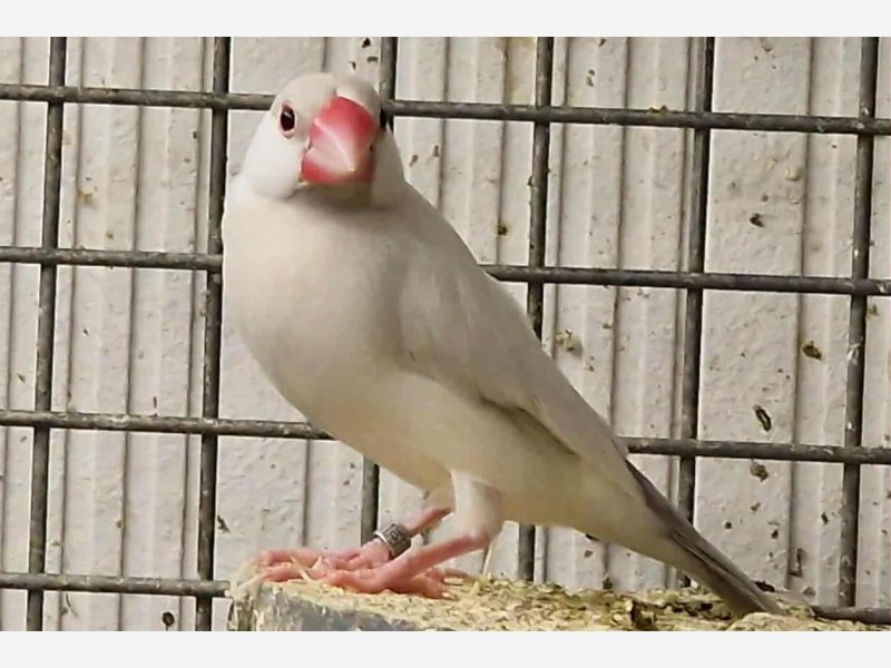Paddas