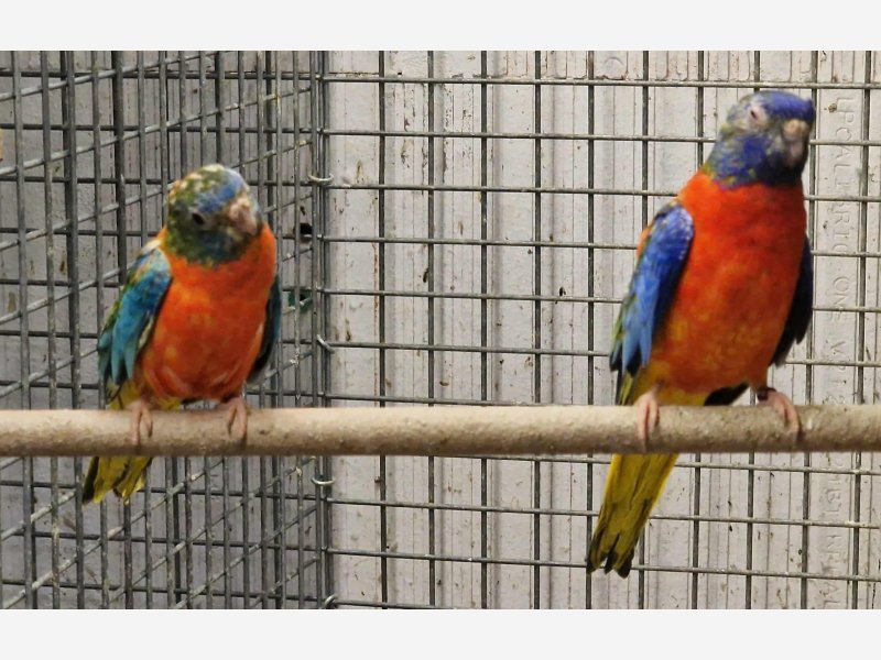 Splendide opaline rouge