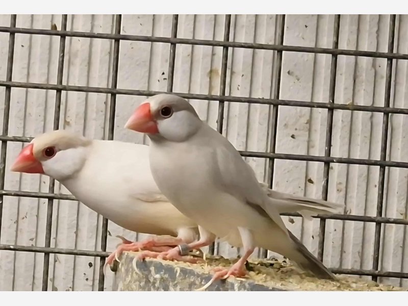 Paddas