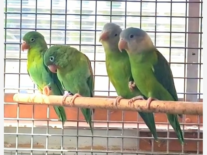 Brotogeris Jugularis et Pyrrhopterus