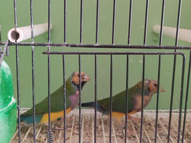 Miniature 2