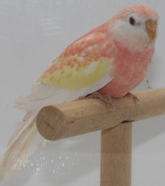 Miniature 3