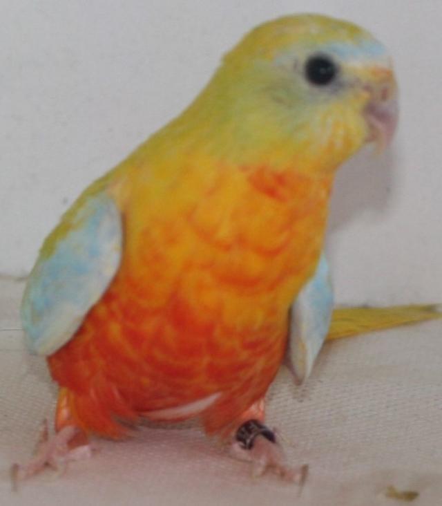 Miniature 2