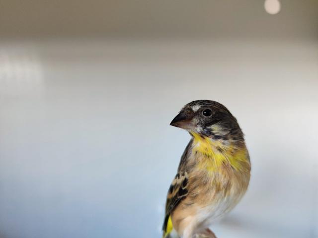 Miniature 3