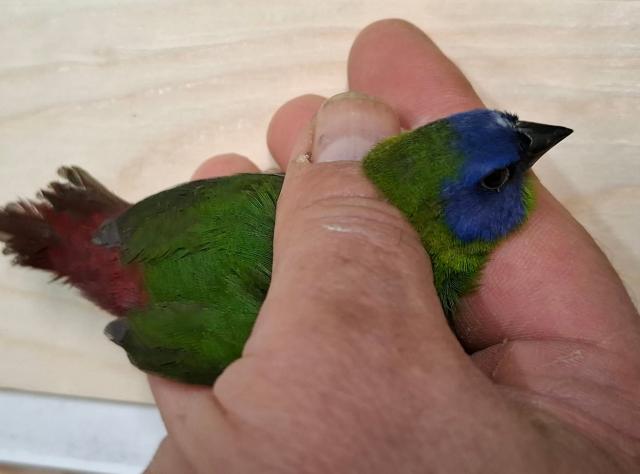 Miniature 2