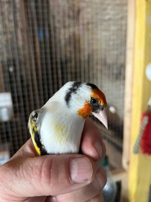 Miniature 2