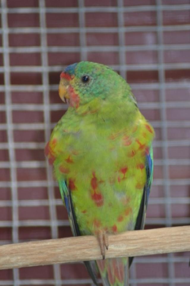 Miniature 2