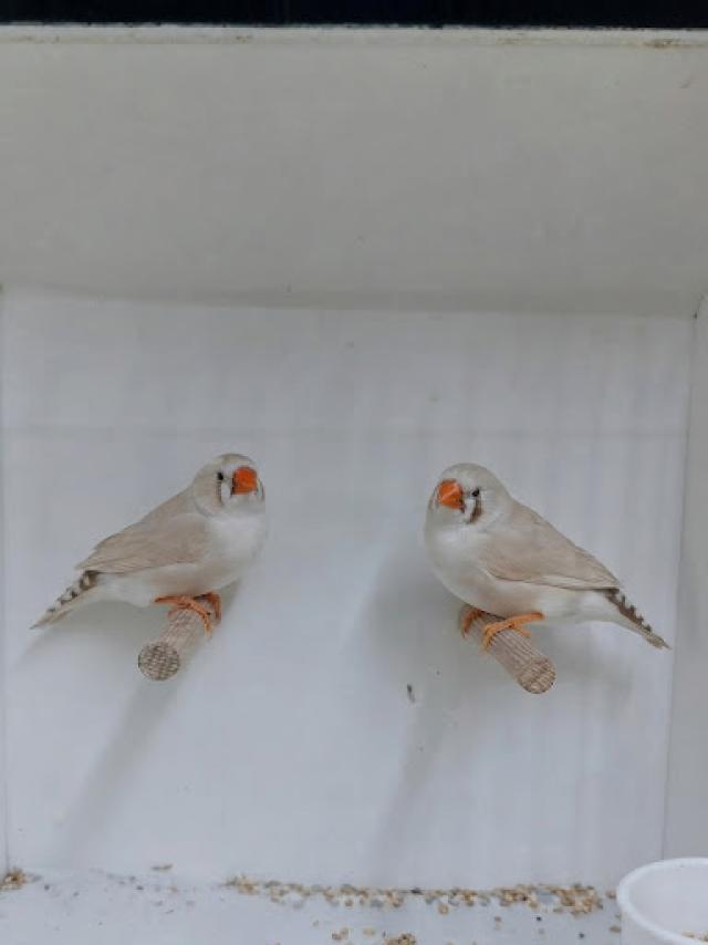 Miniature 3