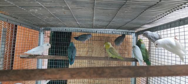 Miniature 2